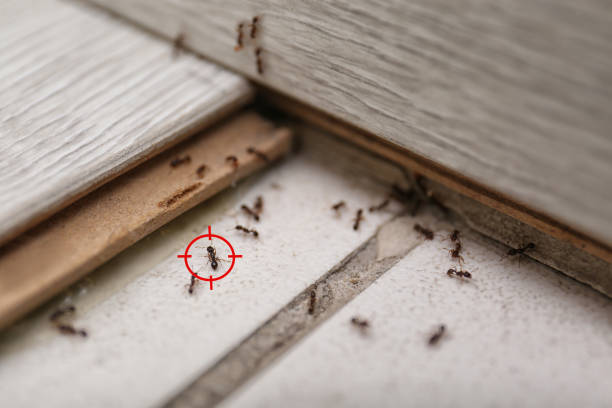 Best Flea Control Services  in Navarre, OH