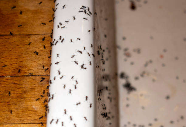 Best Best Pest Control Companies  in Navarre, OH