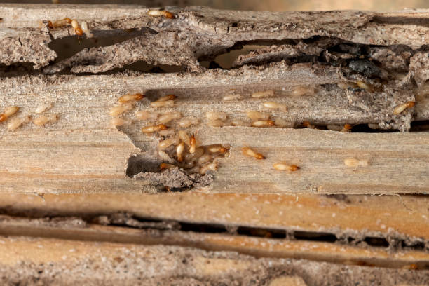 Best Best Pest Control Companies  in Navarre, OH